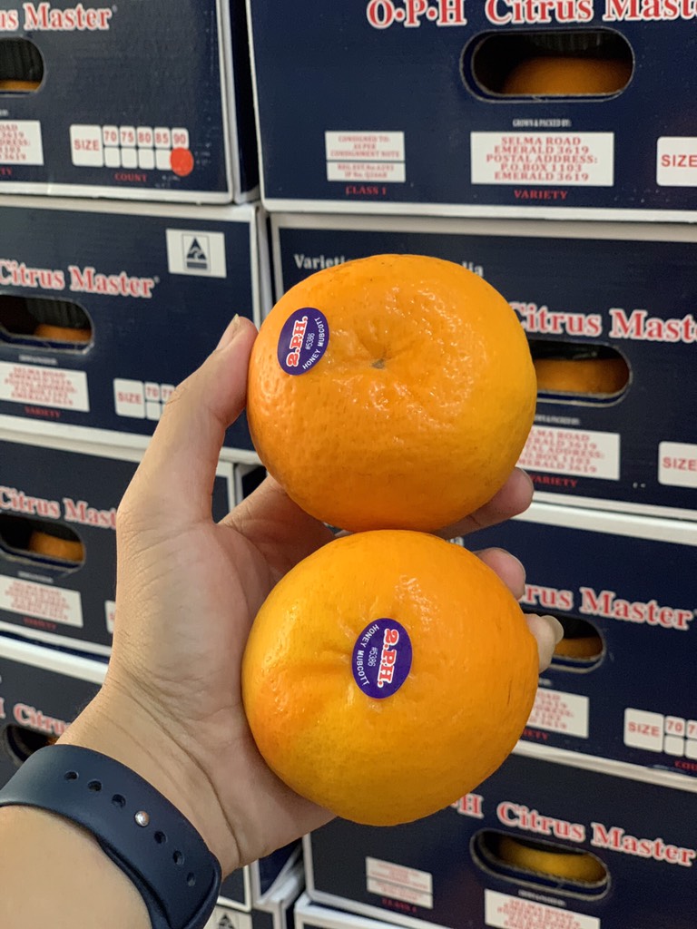 Quýt 2PH VIP size 20