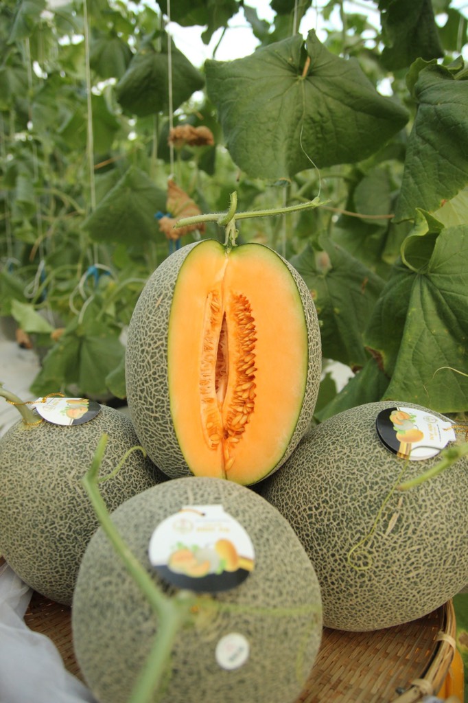 Dưa đế đặc mật Amore Bình An Farm