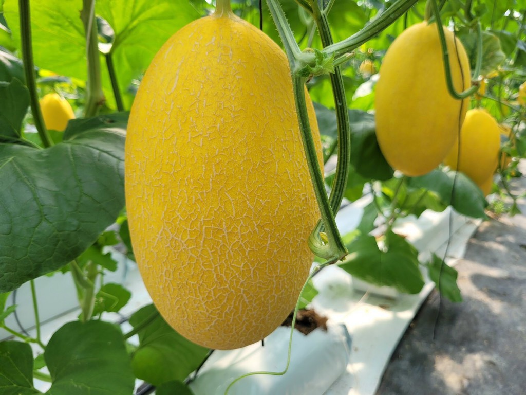 Dưa Lưới Huỳnh Long - Loại I