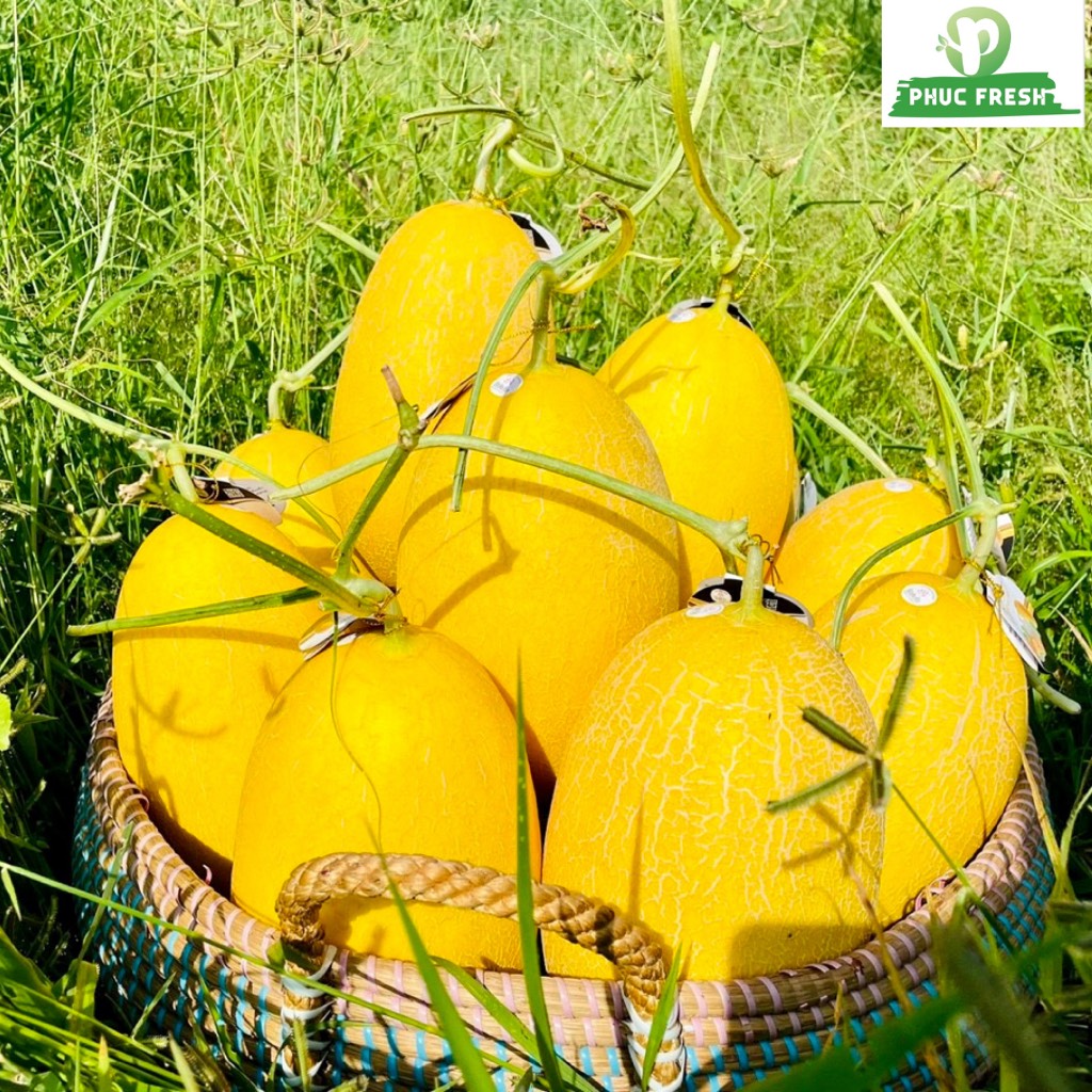 Dưa lưới hoàng kim huỳnh long globalgap (Bình An Farm)