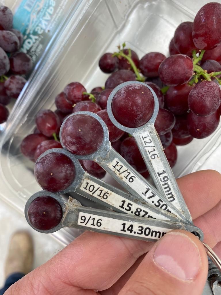 Nho kẹo Mỹ Candy Snap hộp 450g