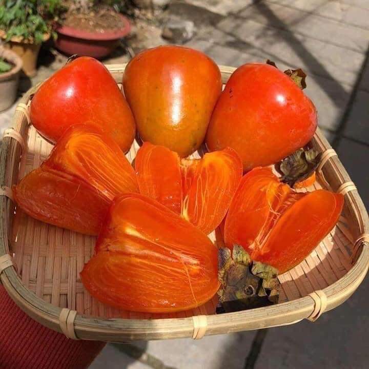 Hồng trứng Đà Lạt