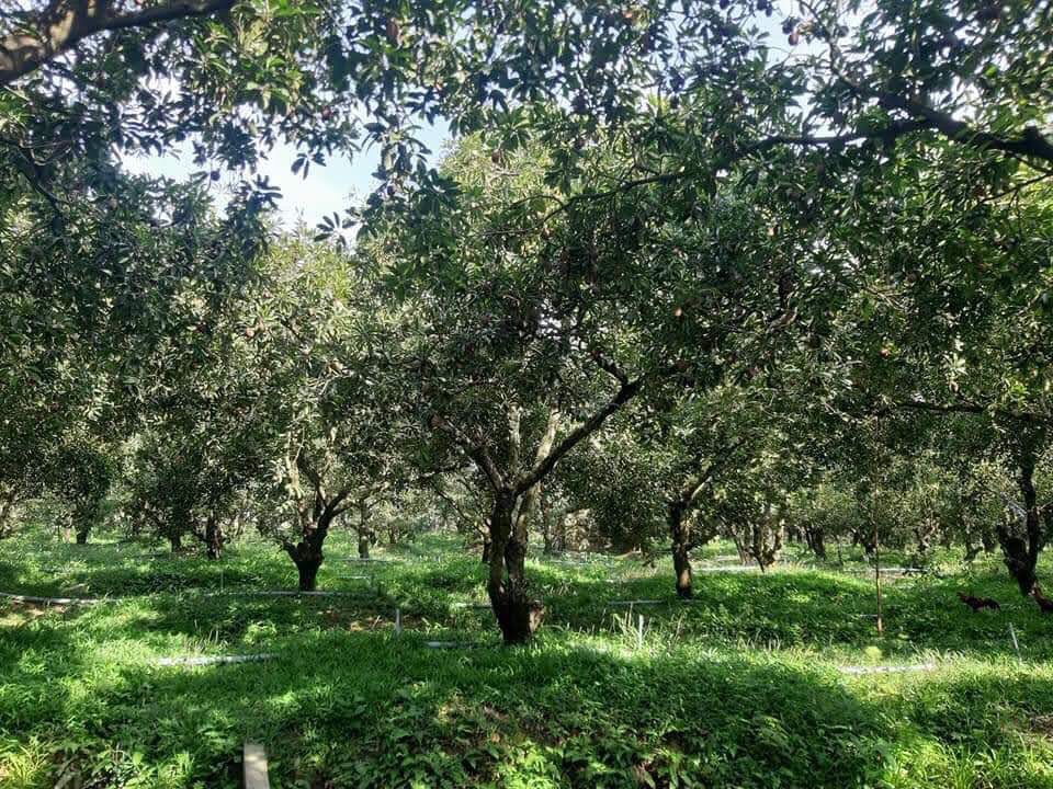 Sapoche da cám loại I Vietgap