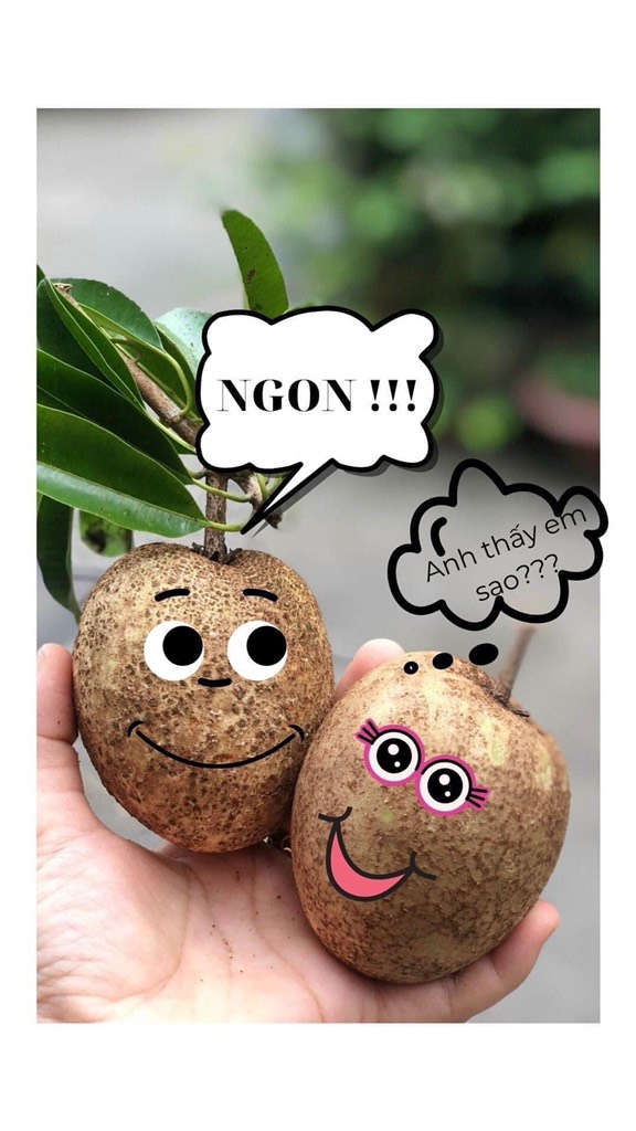 Sapoche da cám loại I Vietgap