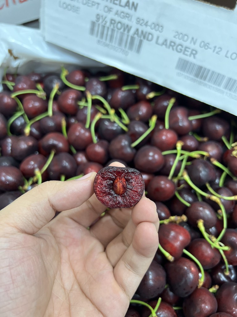 Cherry Mỹ Chuông chủng Chelan size 9
