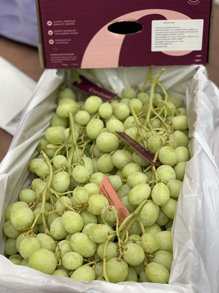 Nho xanh Úc Cordoma