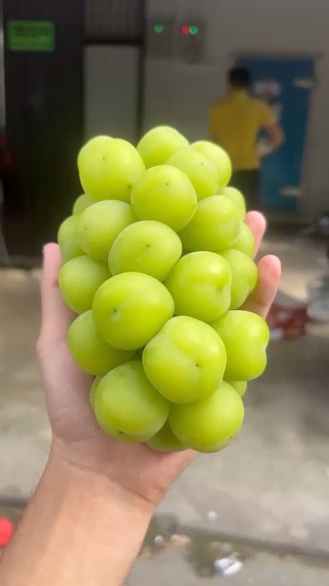 Nho Mẫu Đơn Greenvil Hàn Quốc (hộp 450gr)