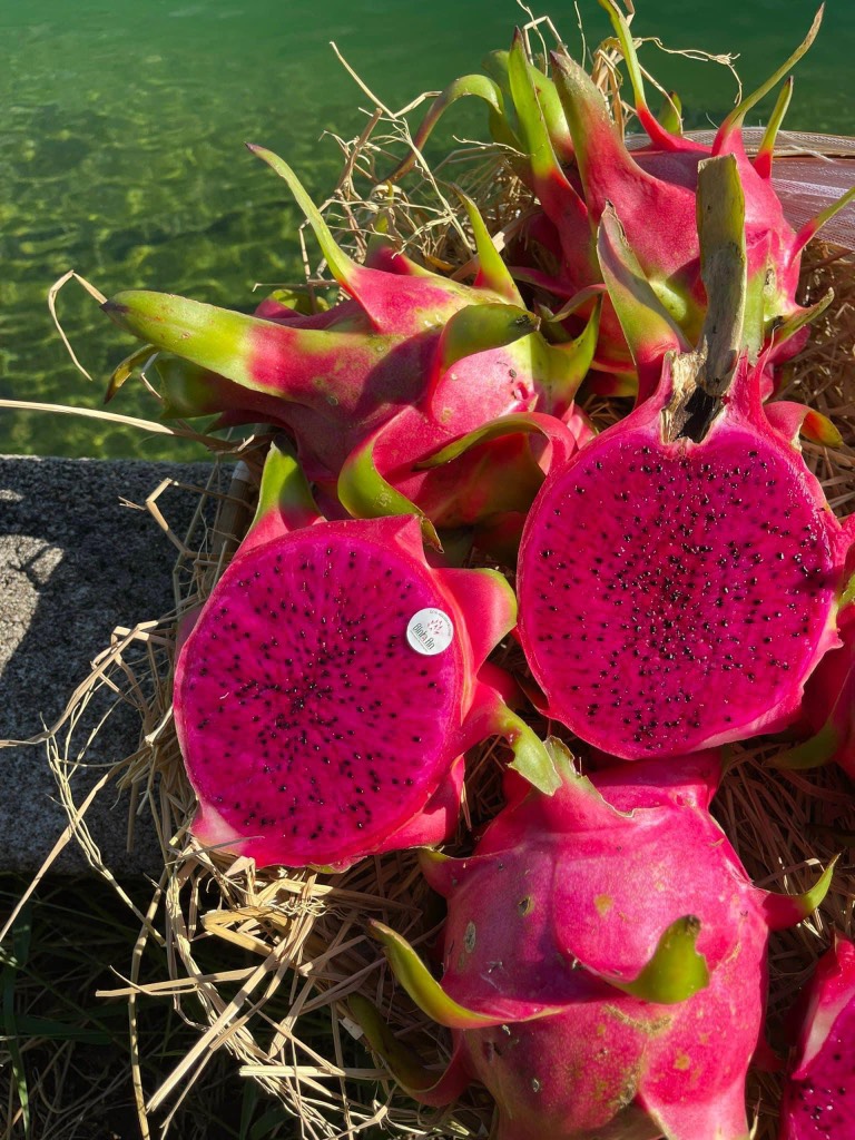 Thanh long ruột tím hồng Vietgap/Globalgap