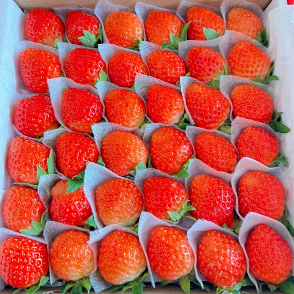 Dâu Tây giống Nhật size C (49 trái) hộp 500gr