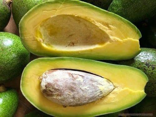 Bơ sáp canh tác an toàn