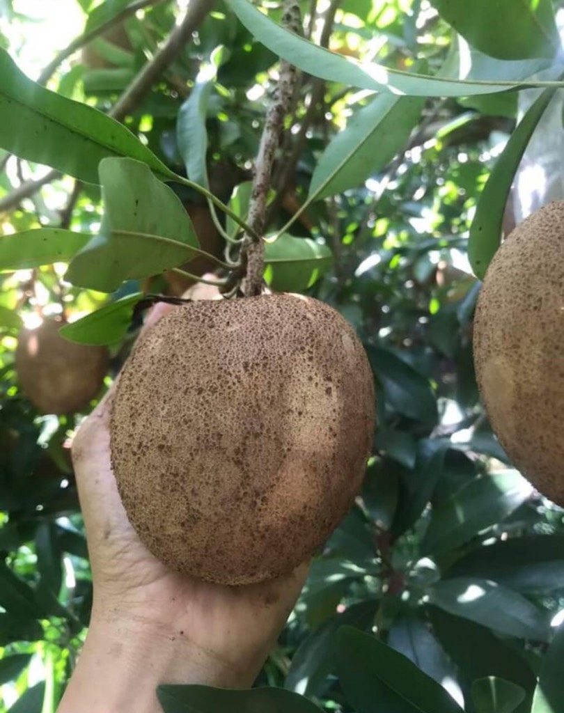 Sapoche da cám loại I Vietgap