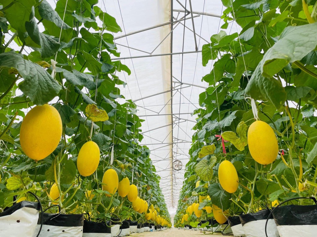 Dưa lưới hoàng kim huỳnh long globalgap (Bình An Farm)
