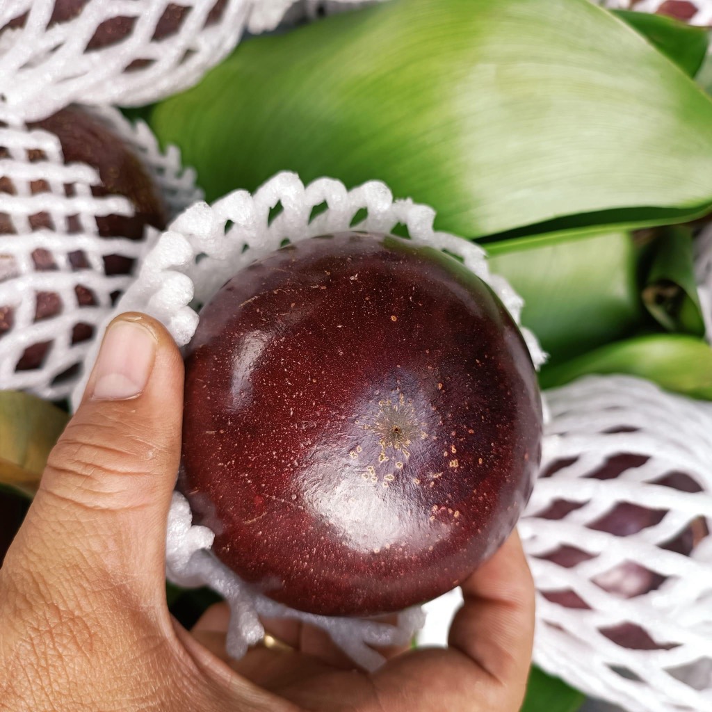 Vú sữa tím bắc thảo