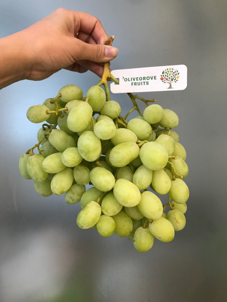 Nho xanh Úc Sweet Globe (Olive)