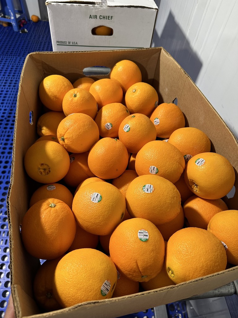 Cam Mỹ Airchief sz 48