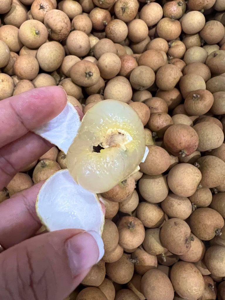 Thanh nhãn (nhãn bắp cải)