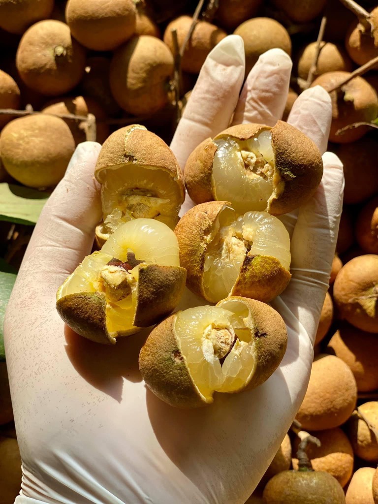 Thanh nhãn (nhãn bắp cải)