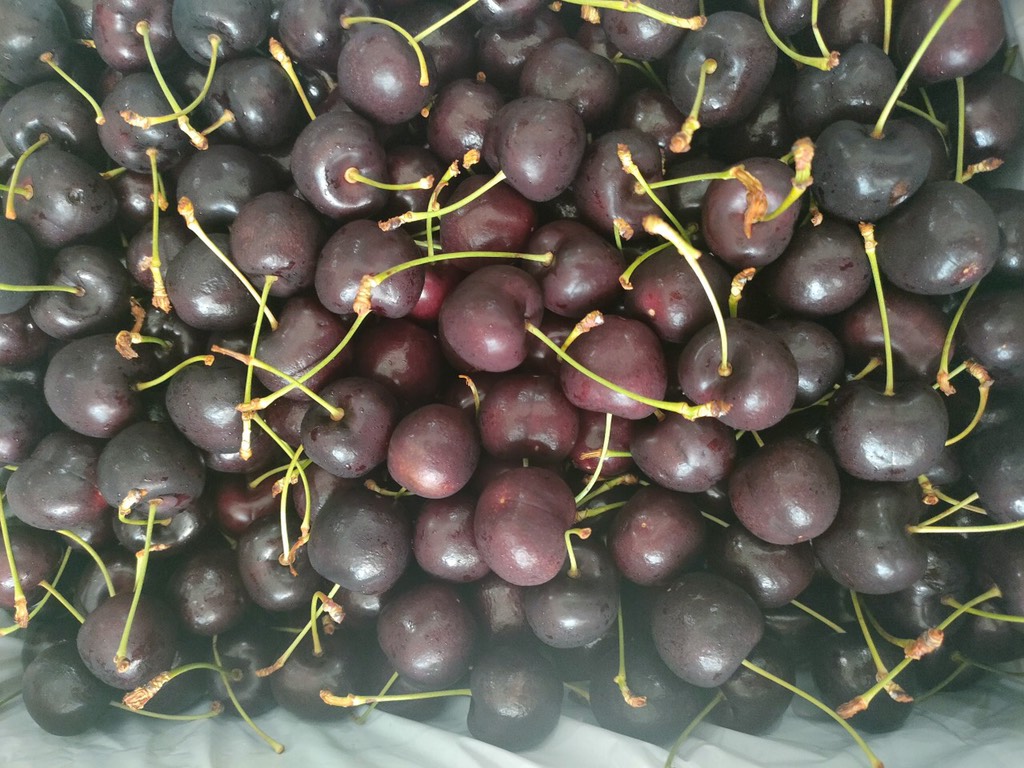 Cherry Úc Tamanian R&H size 30-32 Lapin 5kg