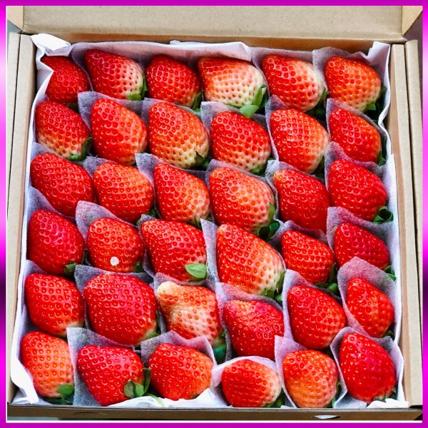 Dâu Tây giống Nhật size C (49 trái) hộp 500gr