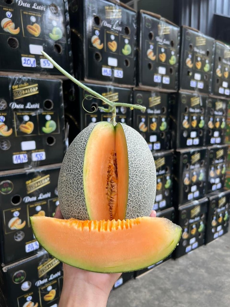 Dưa lưới (dưa Mật) Amore Bình An Farm premium