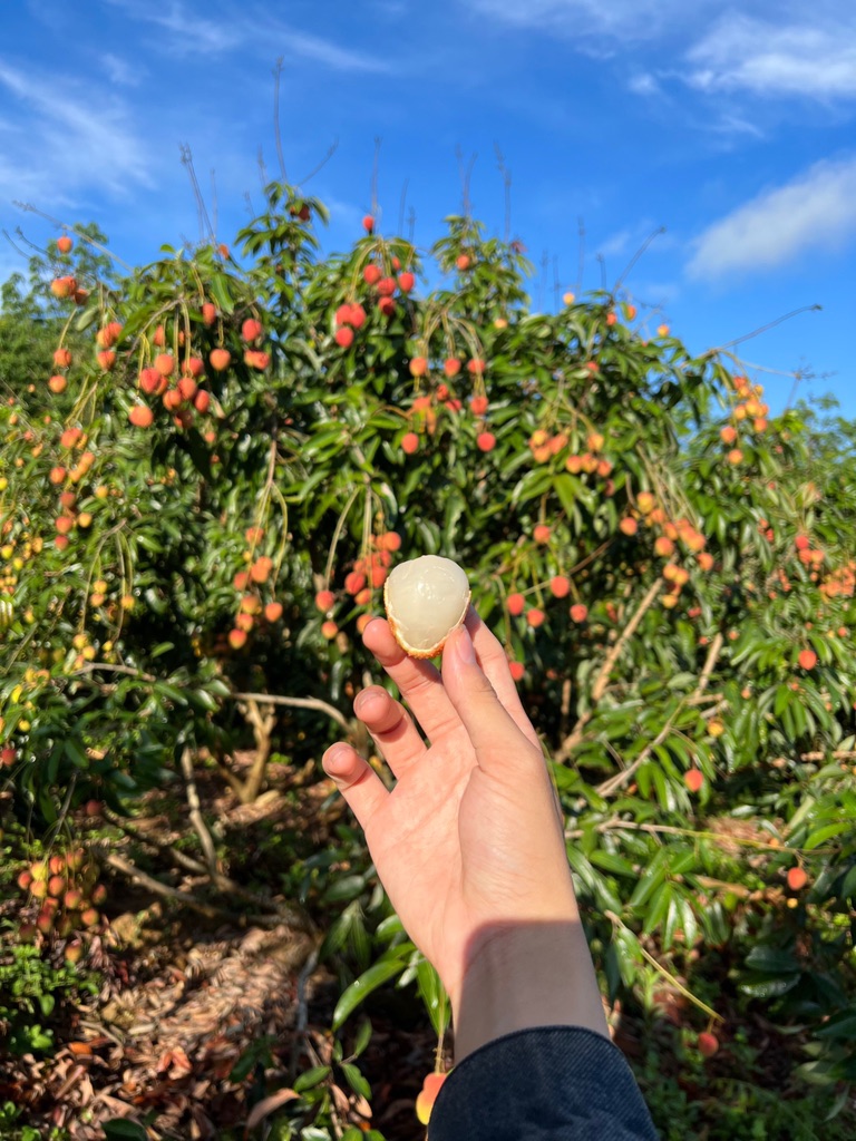 Vải U Hồng Đắk Lắk