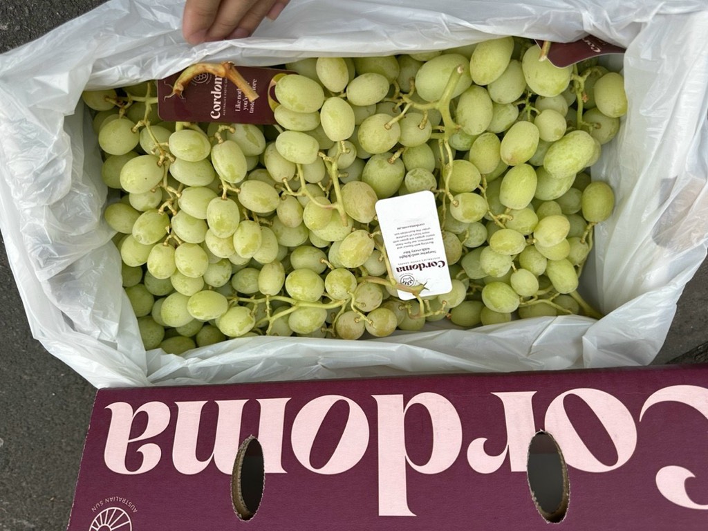 Nho xanh Úc Cordoma