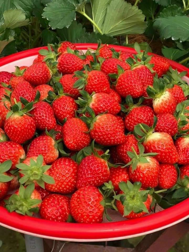 Dâu Tây giống Nhật size C (49 trái) hộp 500gr