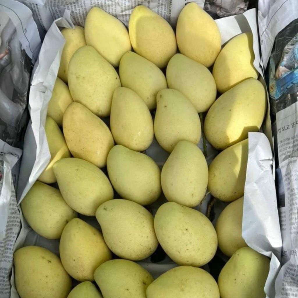Xoài Cát Chu Cao Lãnh VIP