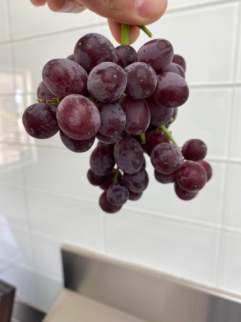 Nho kẹo Mỹ Candy Snap hộp 450g