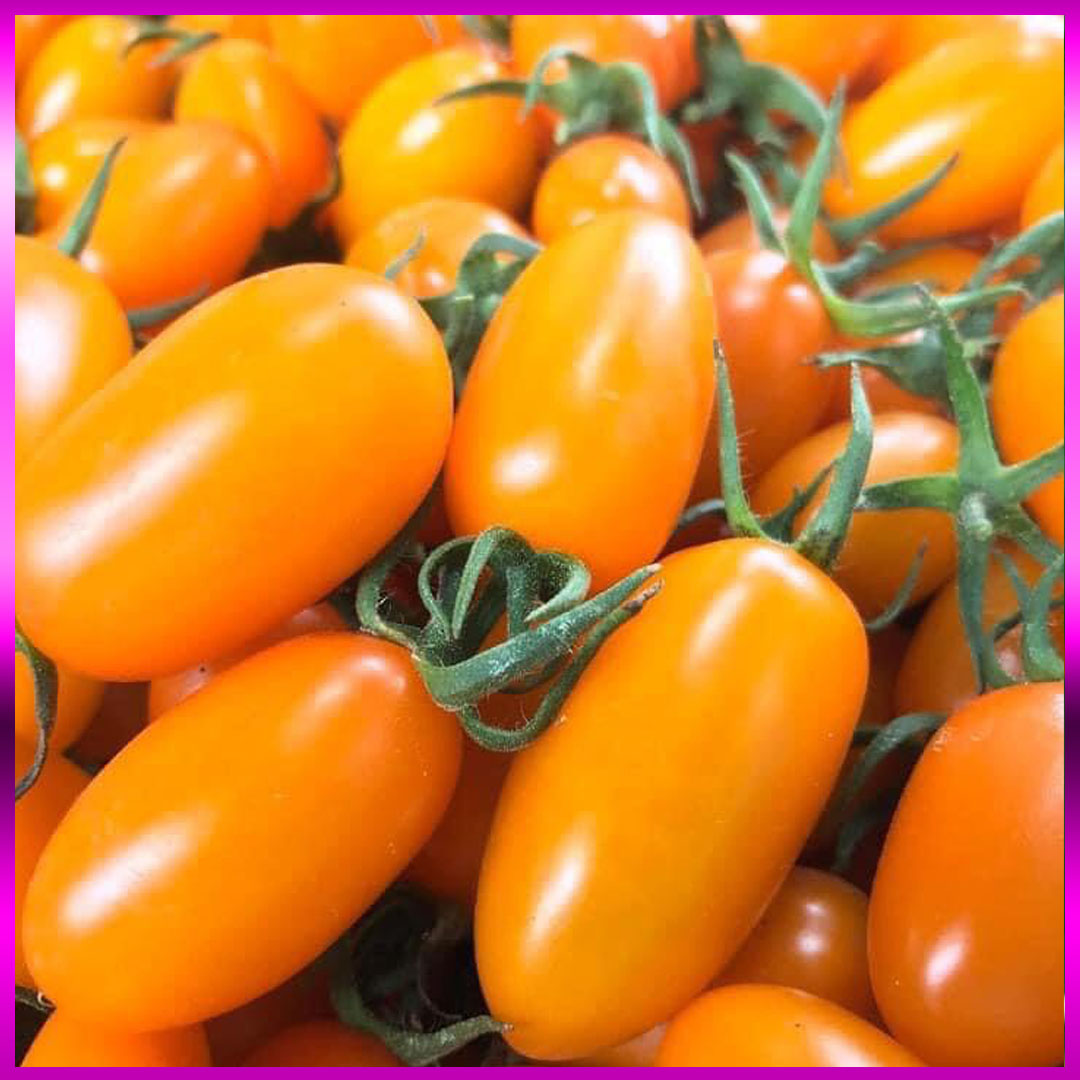 Cà chua trái cây Nova (Vietgap) bán lẻ