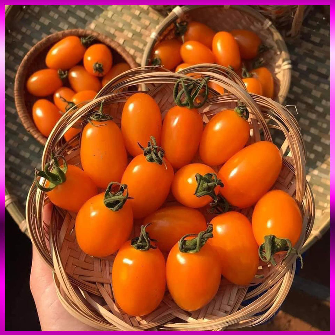 Cà chua trái cây Nova (Vietgap) bán lẻ