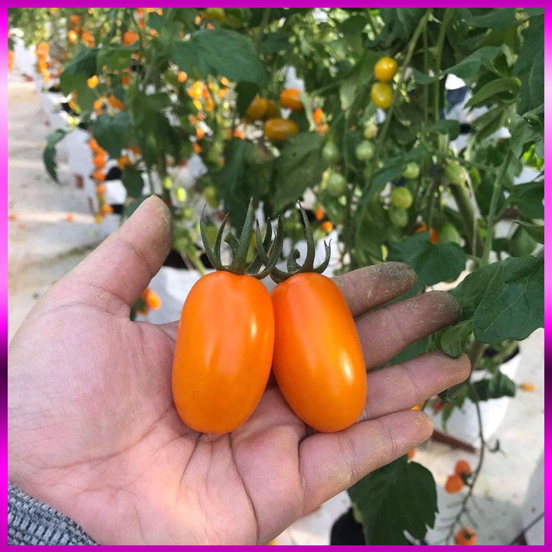 Cà chua trái cây Nova (Vietgap) bán lẻ