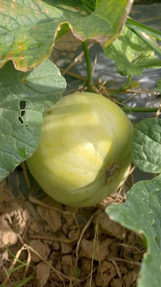 Dưa Lê canh tác thuận tự nhiên