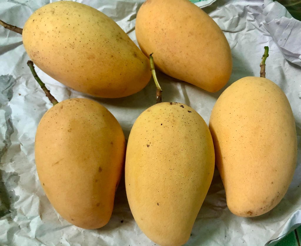 Xoài Cát Chu Hữu Cơ Cao Lãnh chú Hiệp