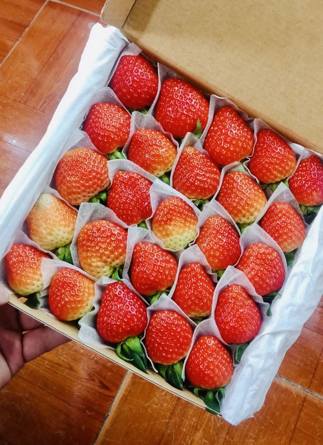 Dâu tây giống Nhật size B (36 trái) 500gr