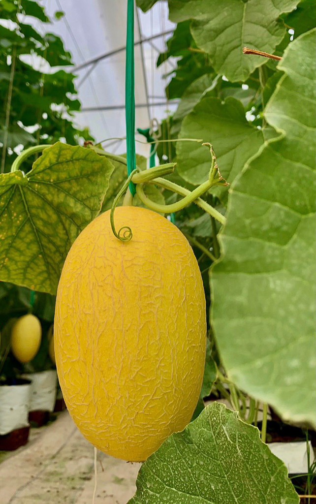 Dưa Lưới Huỳnh Long - Loại I