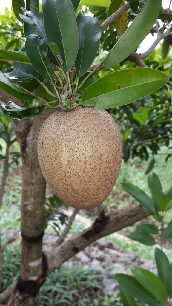 Sapoche da cám loại I Vietgap