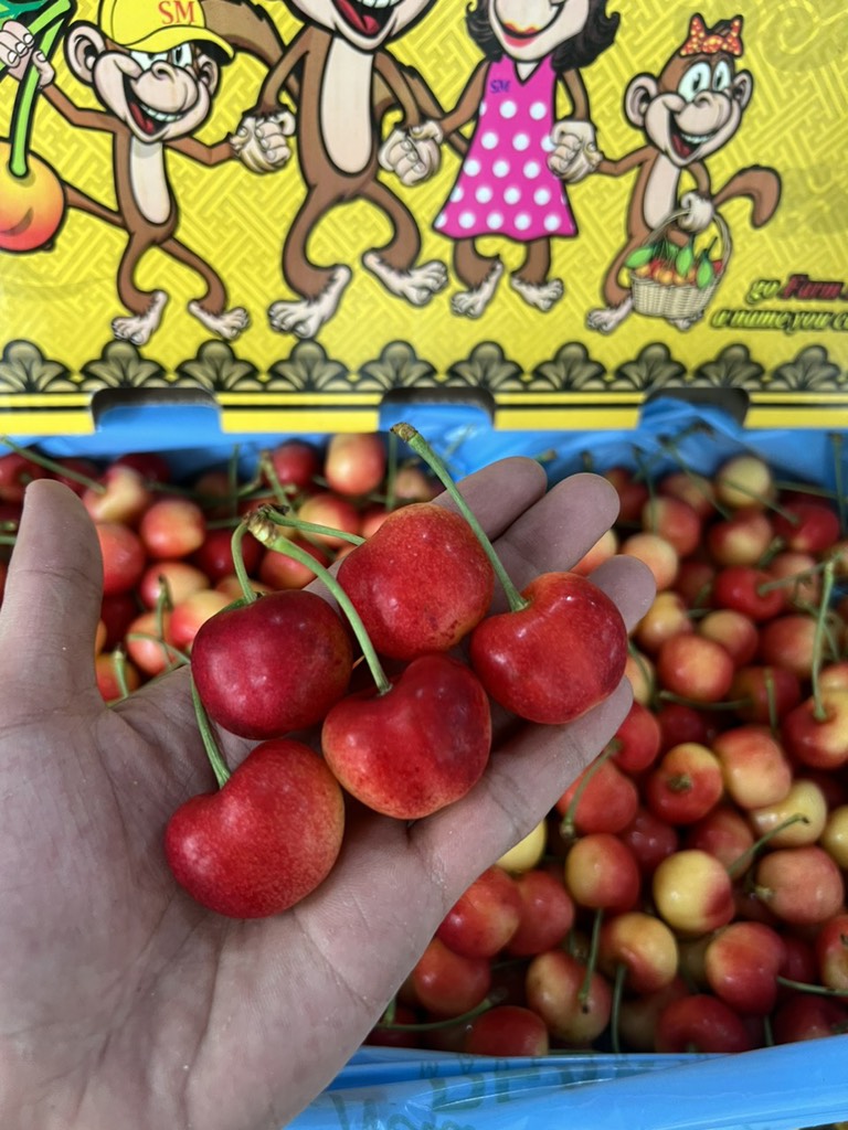 Cherry vàng Mỹ Monkey sz 8.5