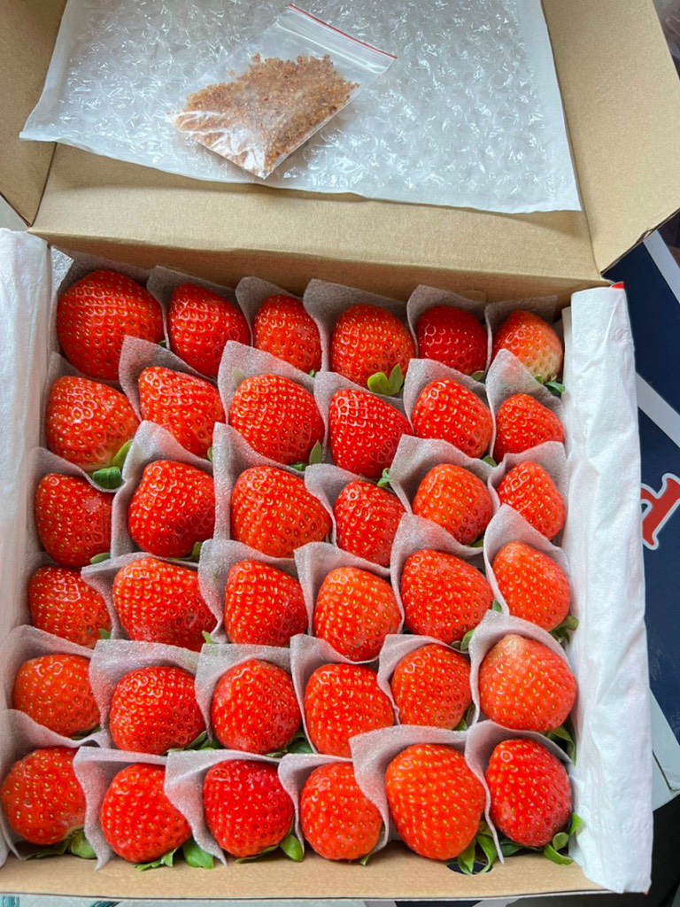 Dâu Tây giống Nhật size C (49 trái) hộp 500gr