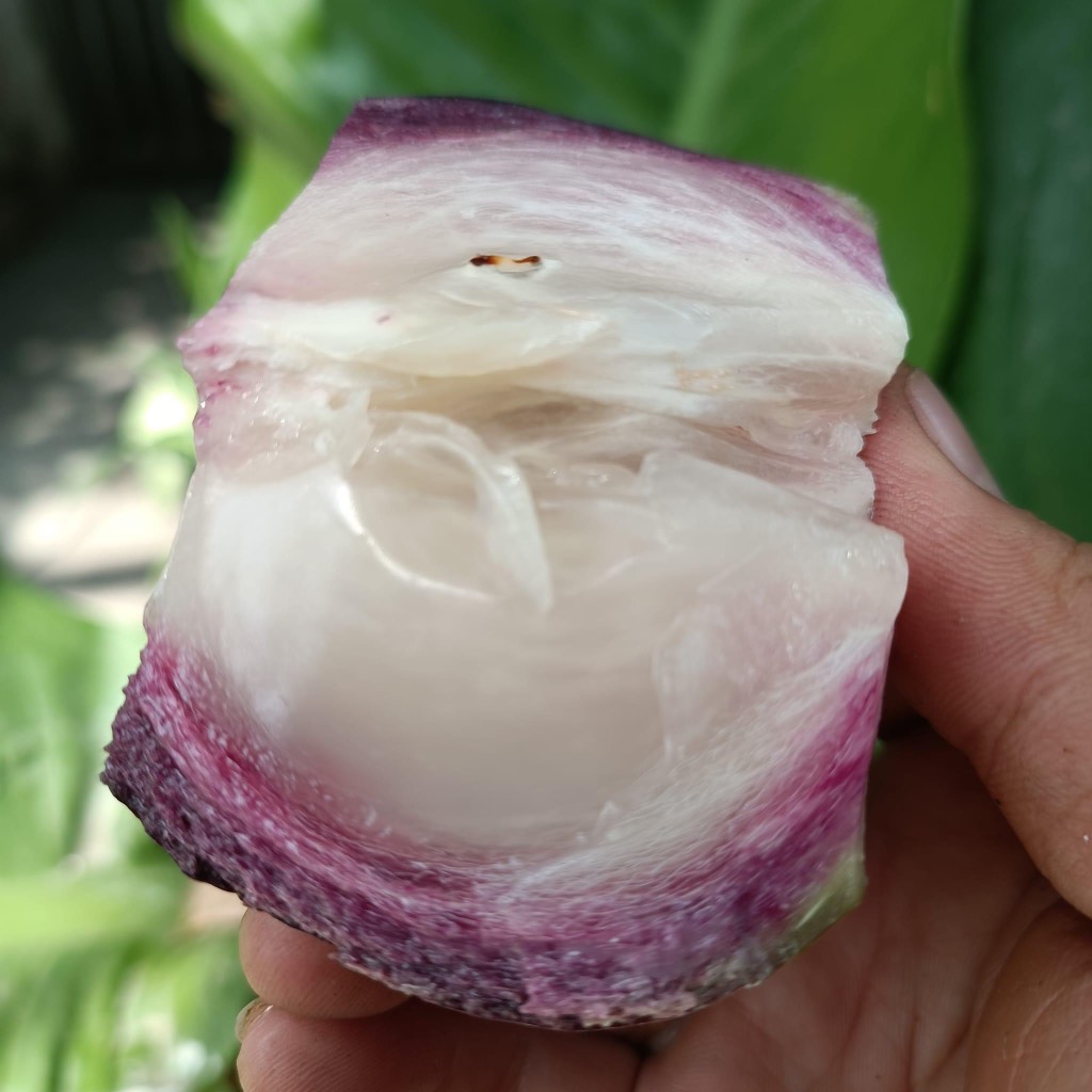 Vú sữa tím bắc thảo