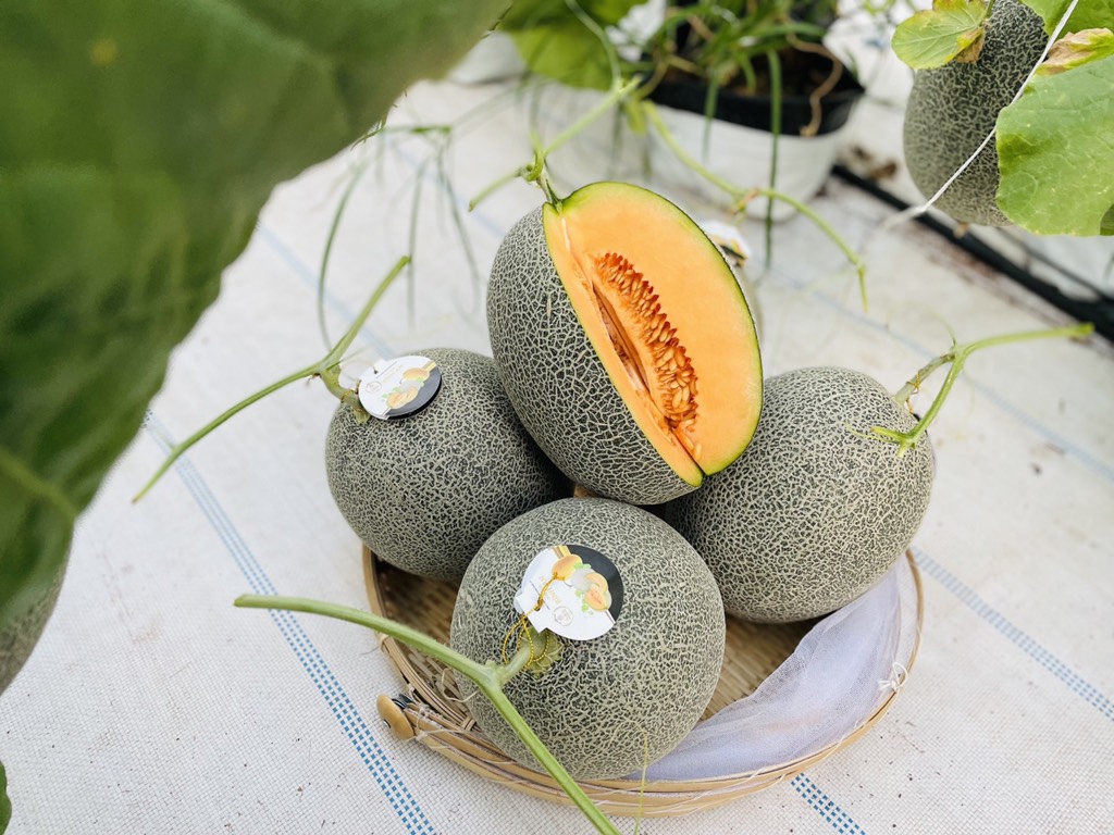 Dưa đế đặc mật Amore Bình An Farm