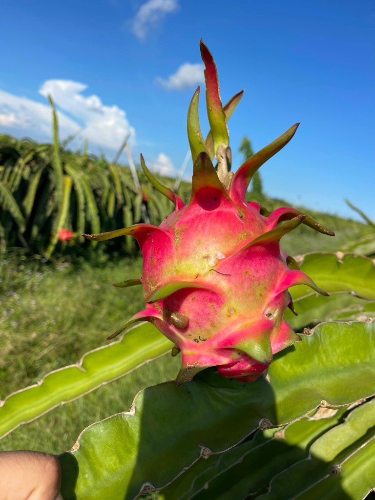 Thanh long ruột tím hồng Vietgap/Globalgap