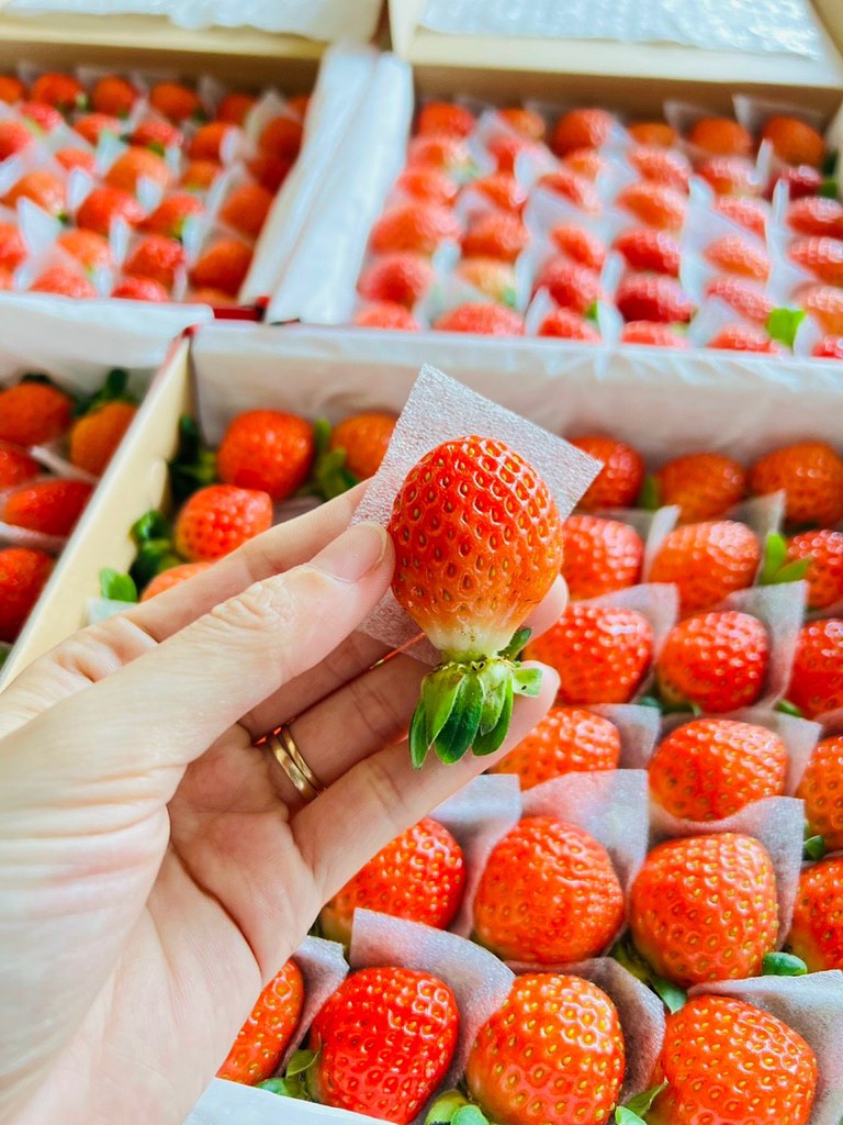 Dâu Tây giống Nhật size C (49 trái) hộp 500gr