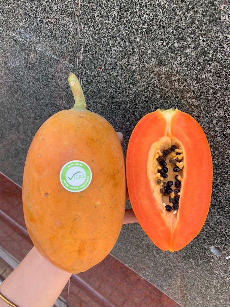 Đu đủ ruột vàng Vietgap