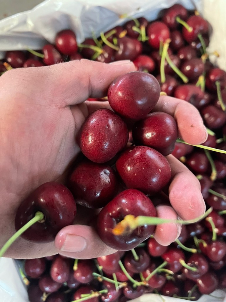 Cherry Mỹ ZIRKLE size 9