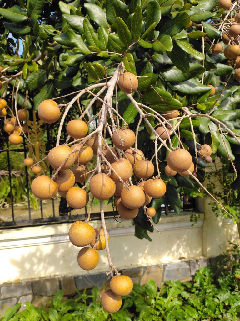 Thanh nhãn (nhãn bắp cải)