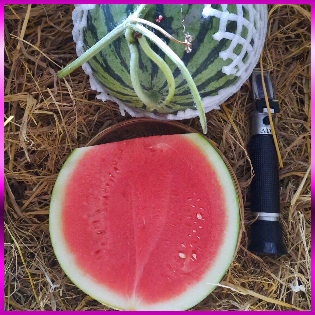 Dưa hấu không hạt Vietgap