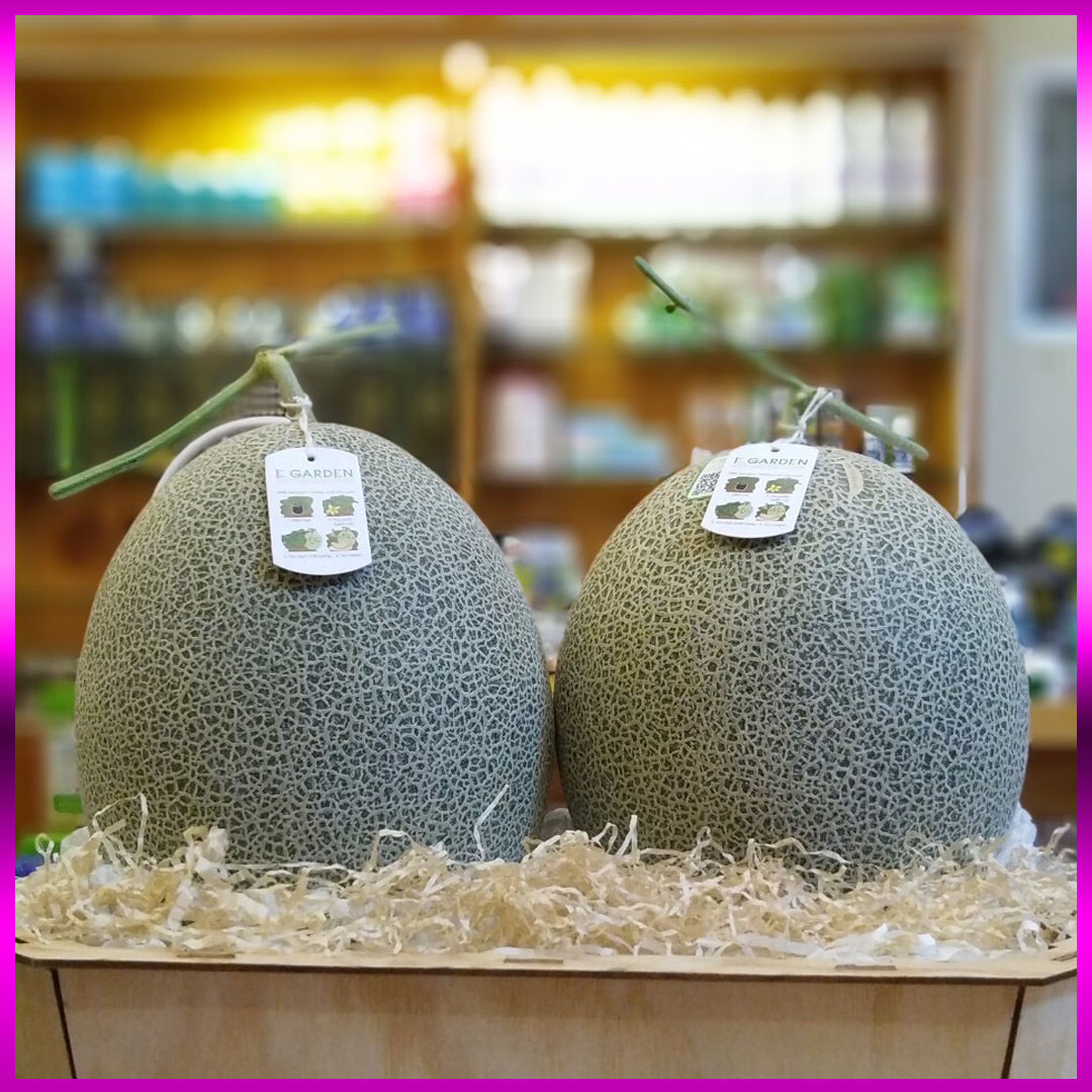 Dưa lưới (dưa Mật) E-garden premium