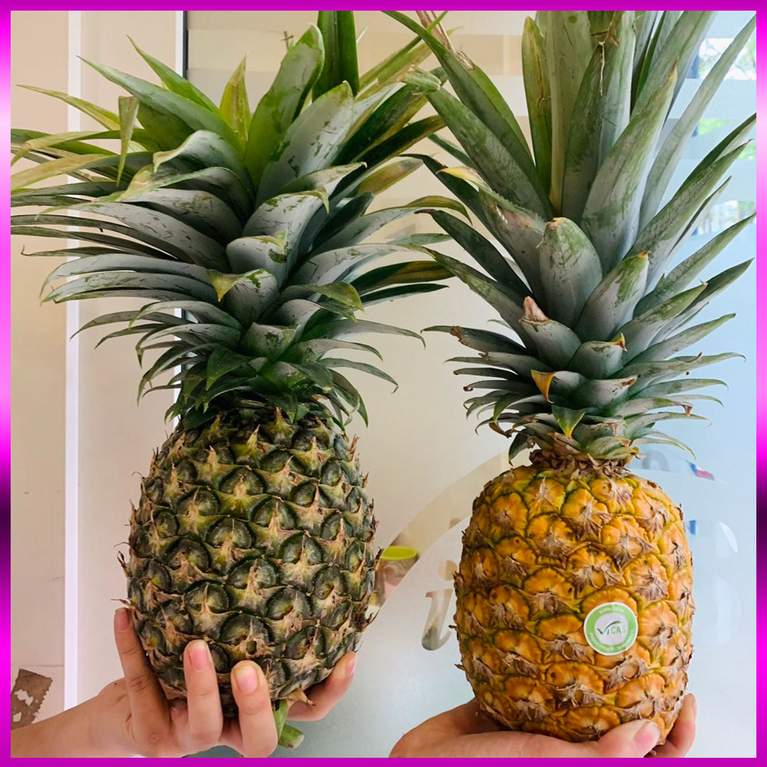 Dứa Mật Vietgap | PHUC FRESH