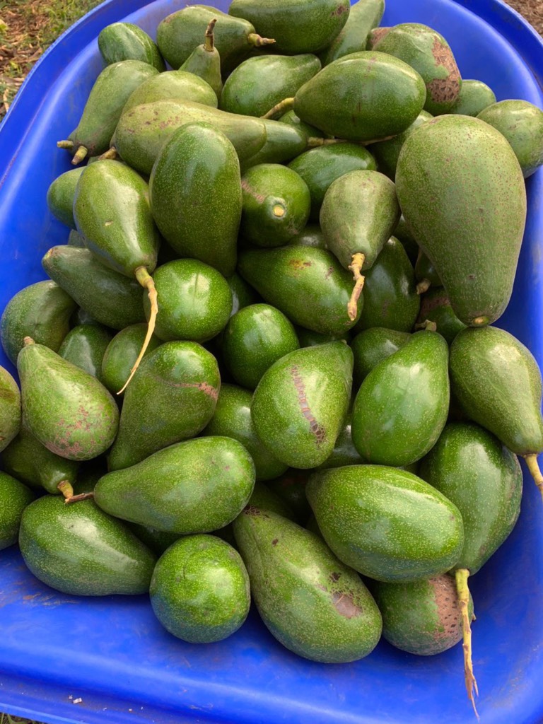 Bơ sáp canh tác an toàn